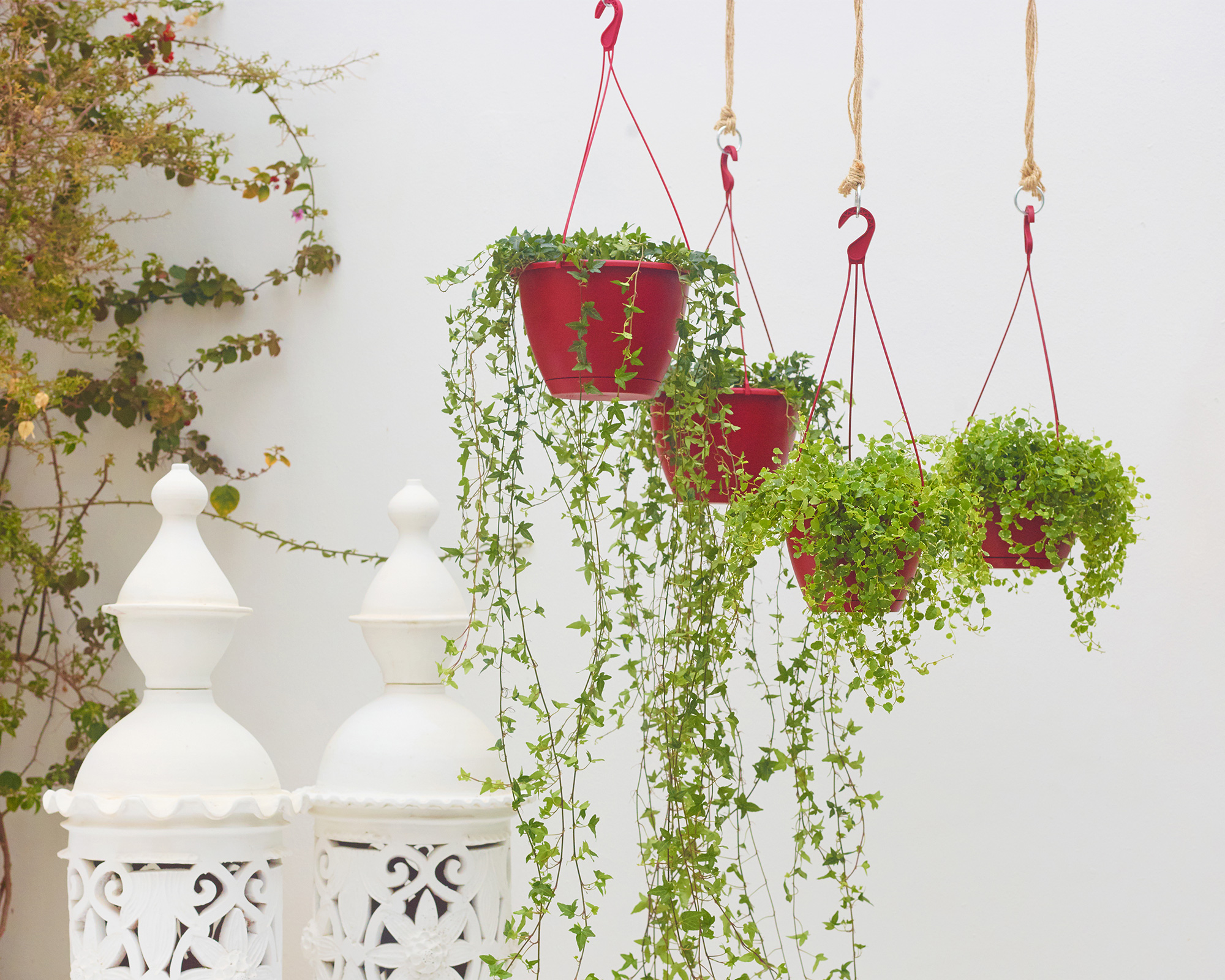 Algarve Hanging Basket