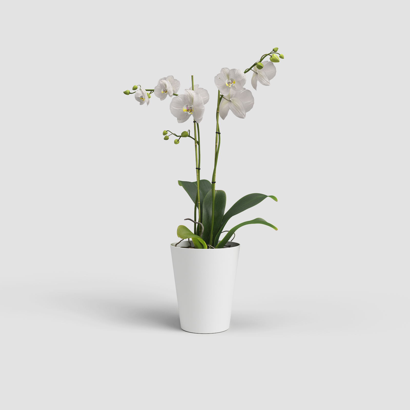 Porto Orchid Pot