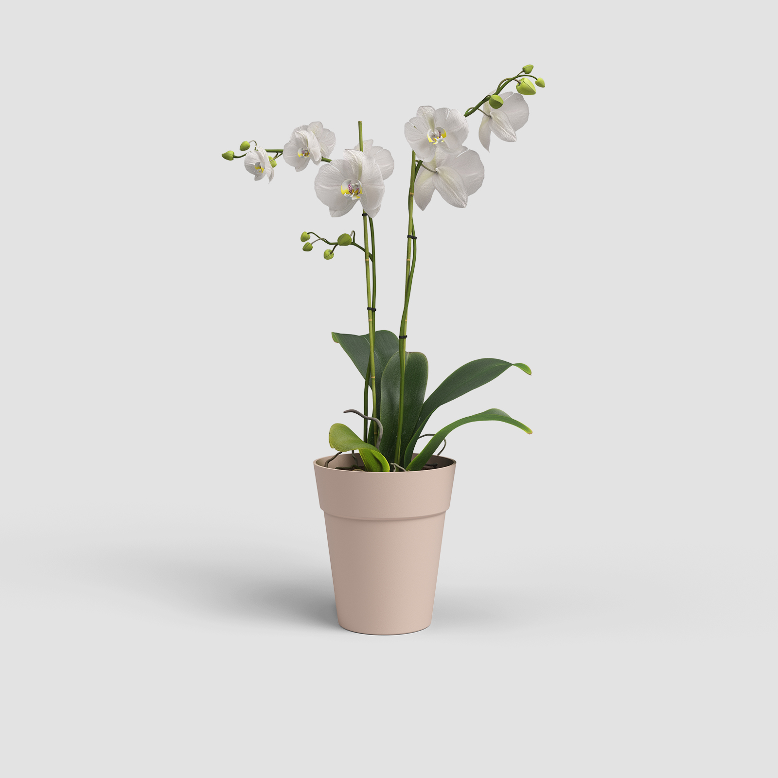 Capri Orchid Pot