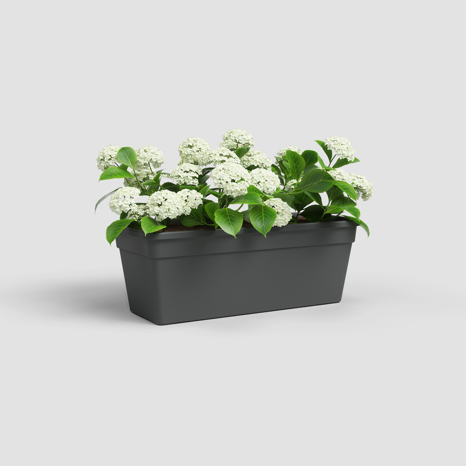 Madagascar Plant Box